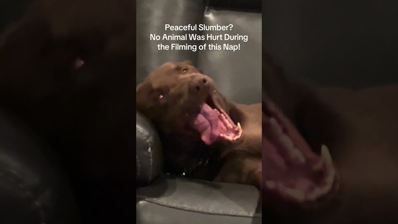 Peaceful Slumber?