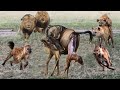 Lion Protect Mother Wildebeest &amp; Her Newborn Baby From Hyena - Lion Vs Hyenas - Hyenas Vs Wildebeest