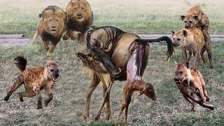 Lion Protect Mother Wildebeest &amp; Her Newborn Baby From Hyena - Lion Vs Hyenas - Hyenas Vs Wildebeest