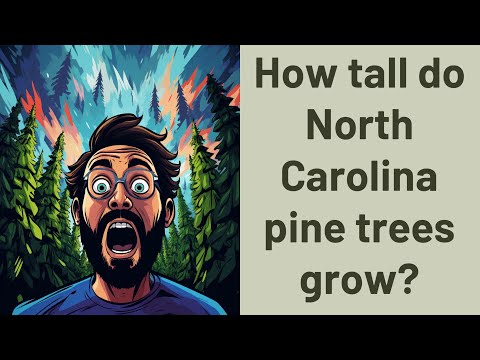 Vídeo: Qual a altura dos pinheiros loblolly?