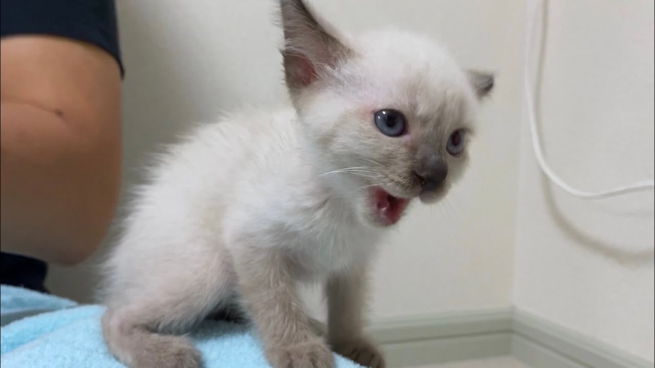 離乳食を拒否し続けた子猫に無理矢理食べさしたらこうなりました。