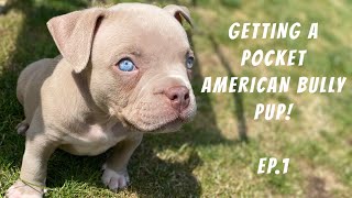 GETTING A POCKET AMERICAN BULLY PUP - EP.1 (UBL)