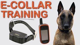 cali k9 e collar