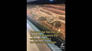 Tortoise vivarium tips #naturaltortoise #tortoisegarden #naturaltortoisekeepers #tortoise #babytort