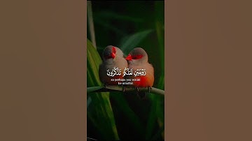 مقطع رائع من سورة الذاريات🍀بصوت اسلام صبحى 🤍🌸