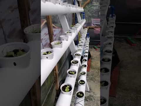 Hydroponic Lettuce -