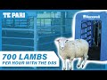 Auto Drafting 700 Lambs an HOUR | Kevin Clucus