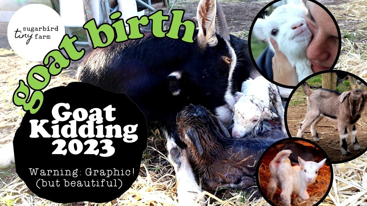 It's baby goat time! First goat birth of 2023. Warning: Graphic! - YouTube