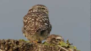 Little Owl ... call of