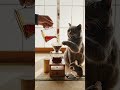 Morning Serenity: Cat & Mouse's Cozy Coffee Ritual 🐾☕️|朝の静けさ:猫とネズミの癒しコーヒー時間 🐾☕️