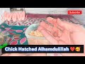 Yellow Ringneck Chick Hatched | Episode 37