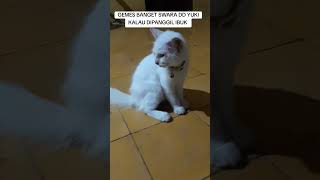 Gemes Banget Swara Dd Yuki Kalau Dipanggil Ibuk imut cat kucing kucinglucu