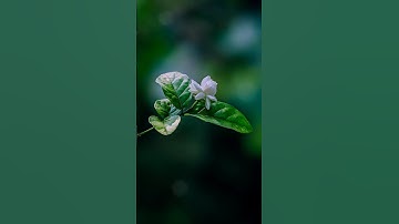 Mastering the Art of Macro Photography on a Budget