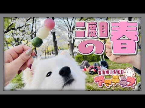 〔🌞🤍〕大阪城公園でサモエドとお花見🌸 Samoyed Japanese SAKURA