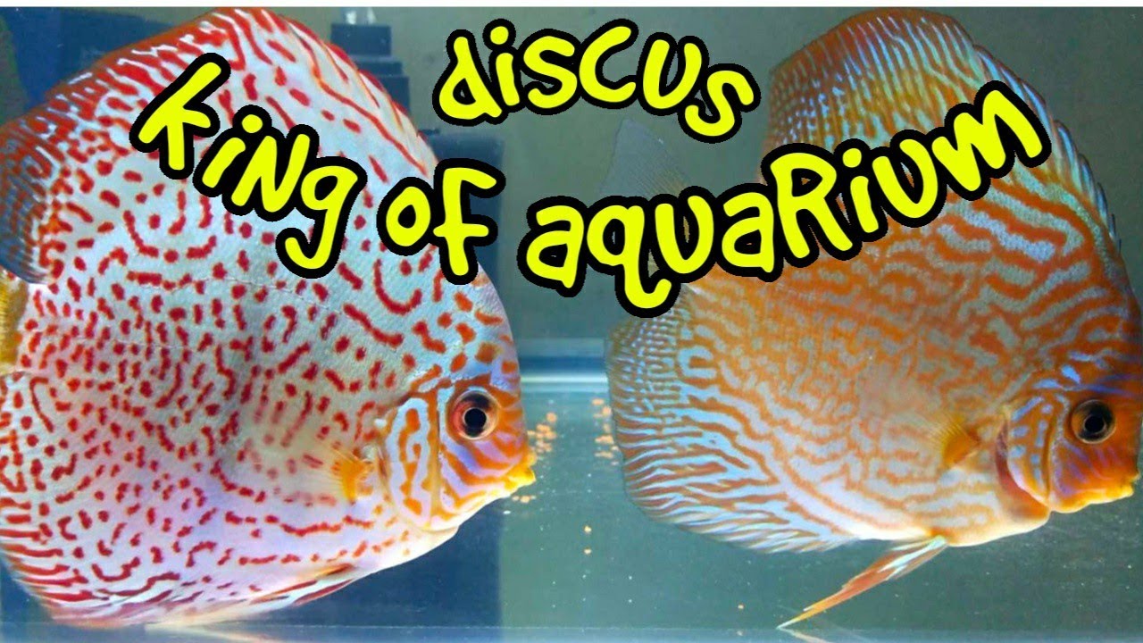 Ikan discus di aquarium king of aquarium YouTube