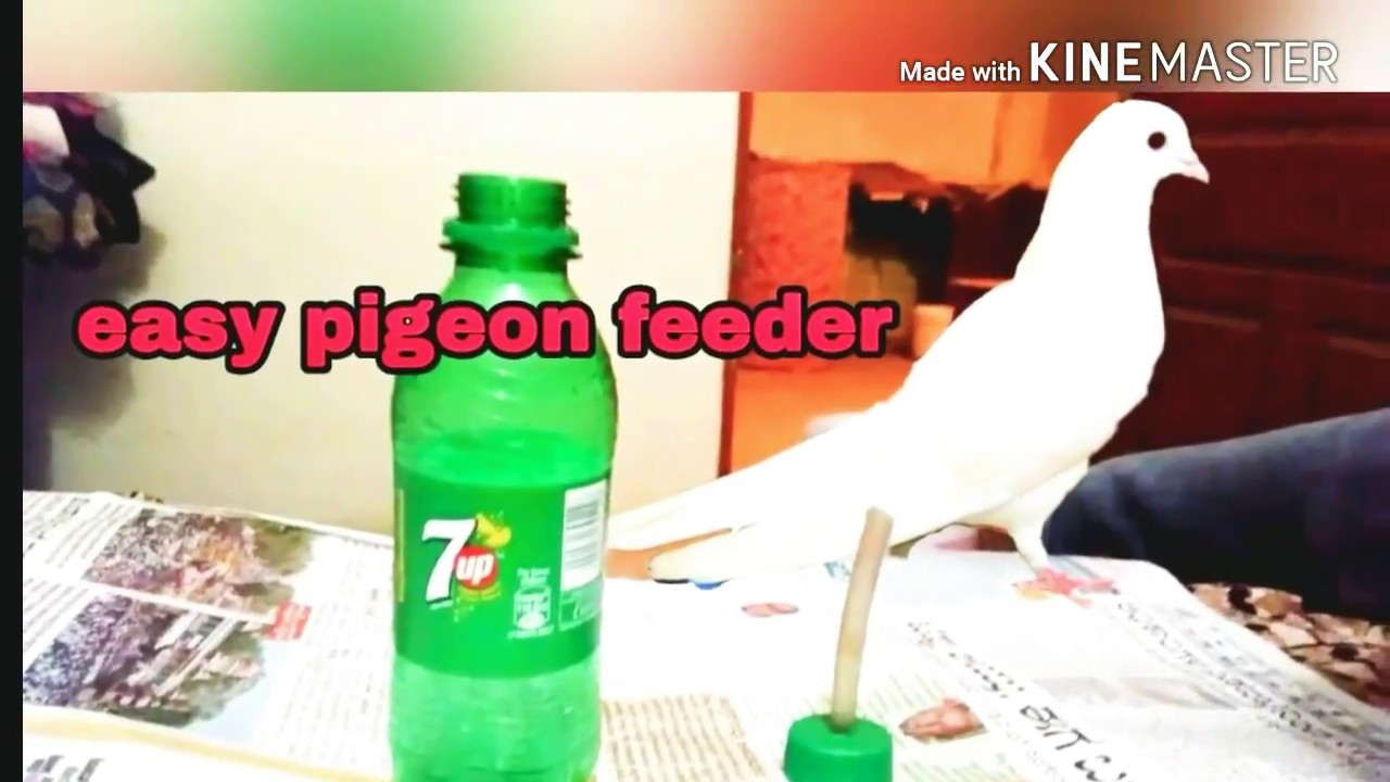 How To Make Easy Pigeon Feeder With Bottle For New Learners