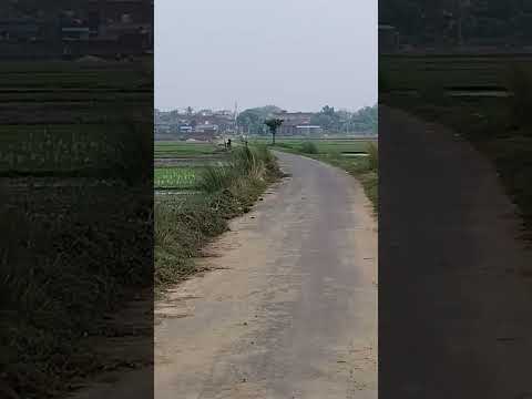 Desi boy kisan #trending