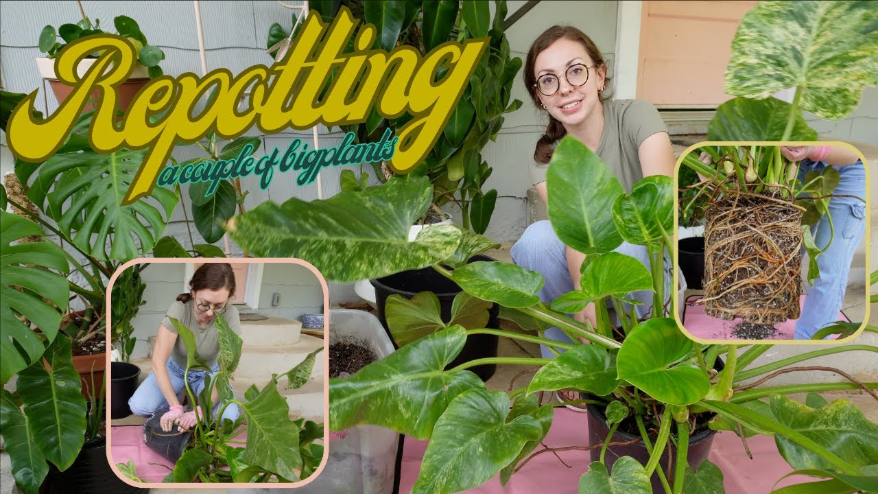 Let's repot some big plants! Variegated Philodendron Giganteum & Painted lady