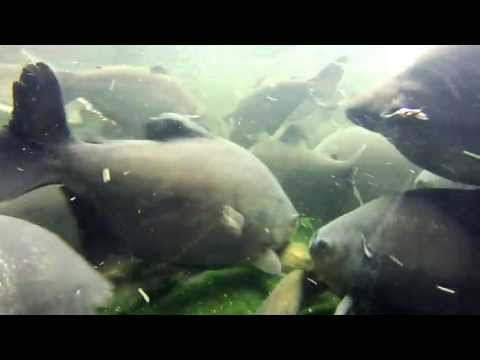 大量飼育 レストランのコロソマ カイヤン 水中動画 Youtube