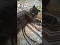 Жиза😂Подписывайтесь😂🤗#Фединыбудни#юмор#кот#cat#cats