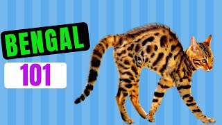 Bengal Cat 101 \/ Watch Before Getting One \/  Everything About Bengal Cats