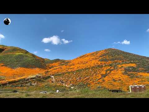 SuperBloom 2019