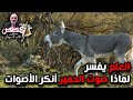 العلم يفسر لماذا صوت الحمير أنكر الأصوات