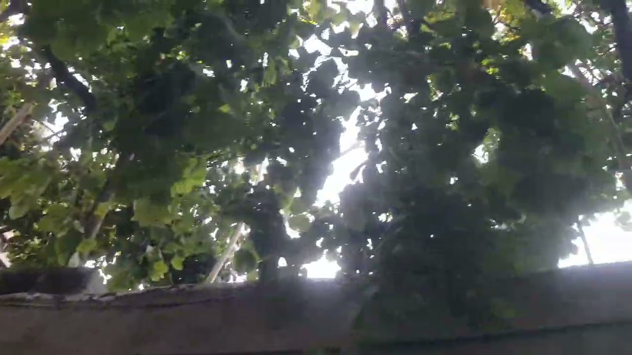 Apricot yield yielded storage with a wooden column