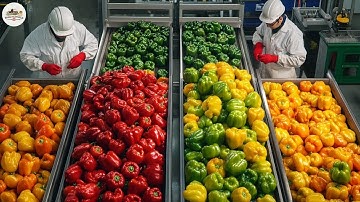 How MILLIONS of Colorful Bell Peppers Are Grown And Sorted Every Day