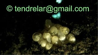 La Naissance Des Petits Escargots 4 Snails Hatching Youtube