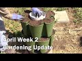Gardening update for april week 2  and some tomatoes we are growing