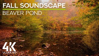 Forest Pond Serenity with Birds Chirping & Gentle Lake Sounds - Nature Soundscapes 4K UHD