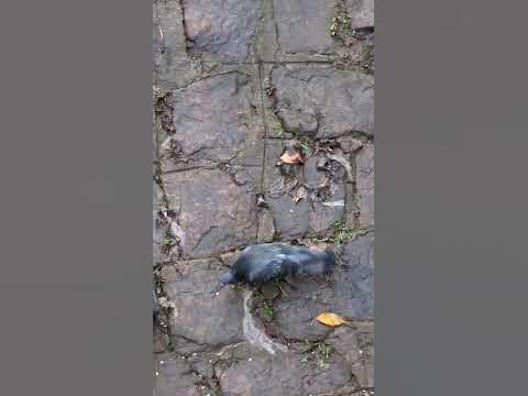 Rock dove (Columba livia)/скален гълъб? in Sofia, Bulgaria| January ...