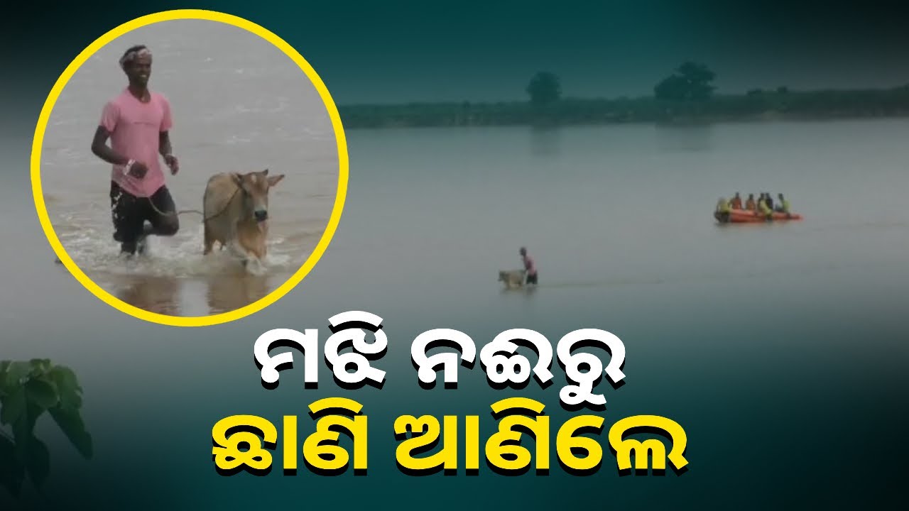 ବାଙ୍କୀ ମହାନଦୀରେ ଫସି ଯାଇଥିବା ଗାଈଙ୍କୁ ଉଦ୍ଧାର କଲେ ଅଗ୍ନିଶମ କର୍ମଚାରୀ || Knews Odisha