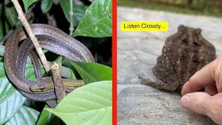 Costa Rica Wildlife Herping: Snakes & Frogs and a Thing in the LOG?
