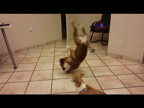CACHORRO DANDO CAMBALHOTA - YouTube