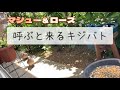 2023/5/12✴︎呼ぶと来るキジバト