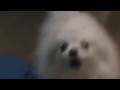 Gabe the dog 4 ievan polkka random 9