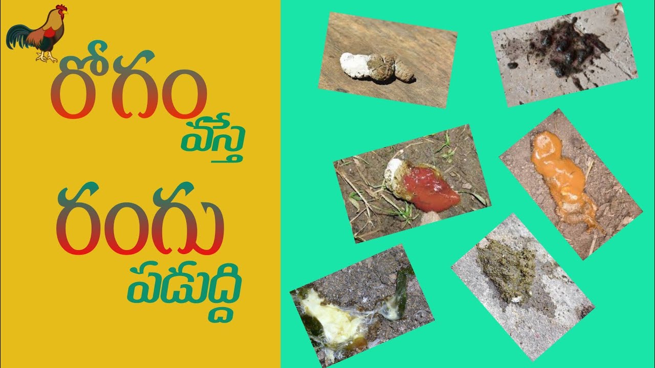 కోడి వేసే రెట్టను బట్టి రోగాలు మరియు రోగ నివారణ|| how to identify diseases based on hen poop