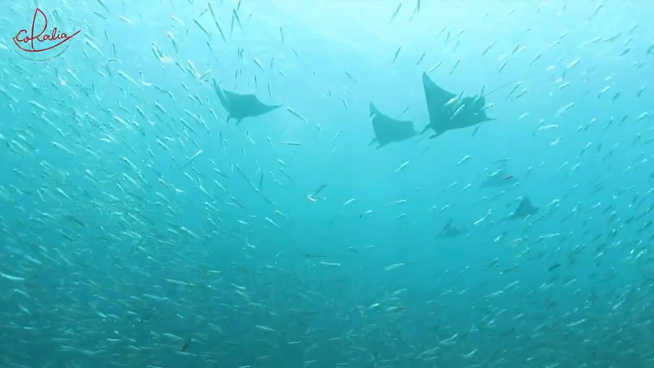 ⁣Mobula and jack dive in Raja Ampat with Coralia Liveaboard