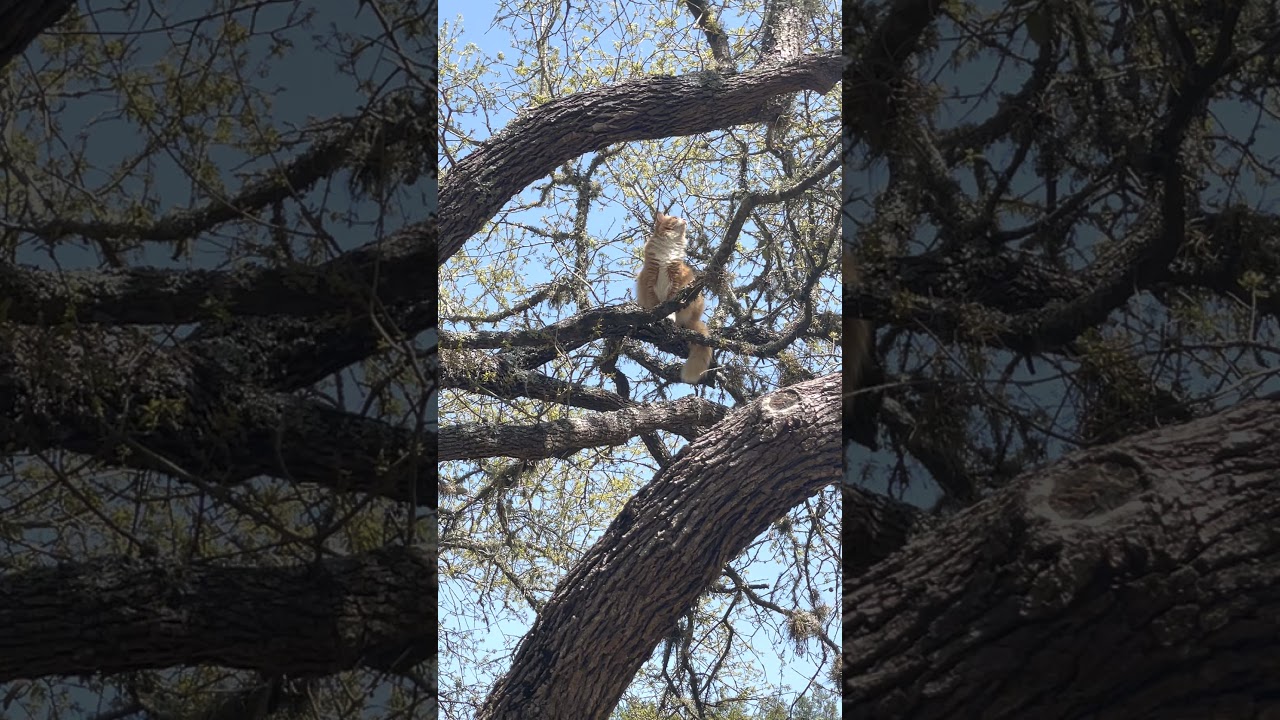 How I Got Scammed On Kickstarter