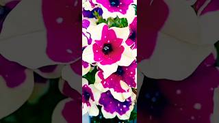 bei fiori🥰🥰#natureforsleep #nature