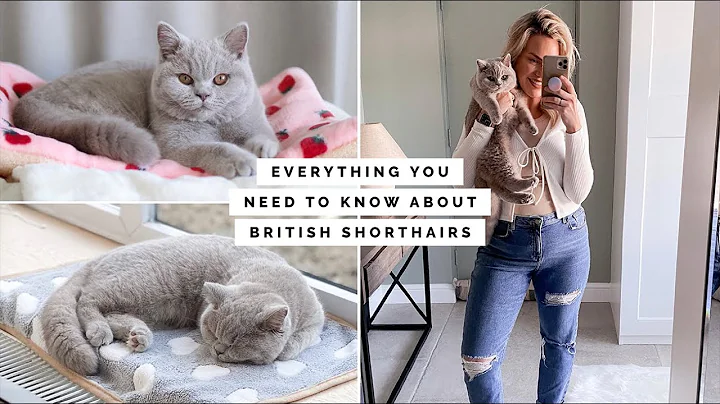 10 THINGS YOU NEED TO KNOW ABOUT OWNING A BRITISH SHORTHAIR KITTEN / CAT - DayDayNews