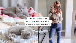10 THINGS YOU NEED TO KNOW ABOUT OWNING A BRITISH SHORTHAIR KITTEN / CAT