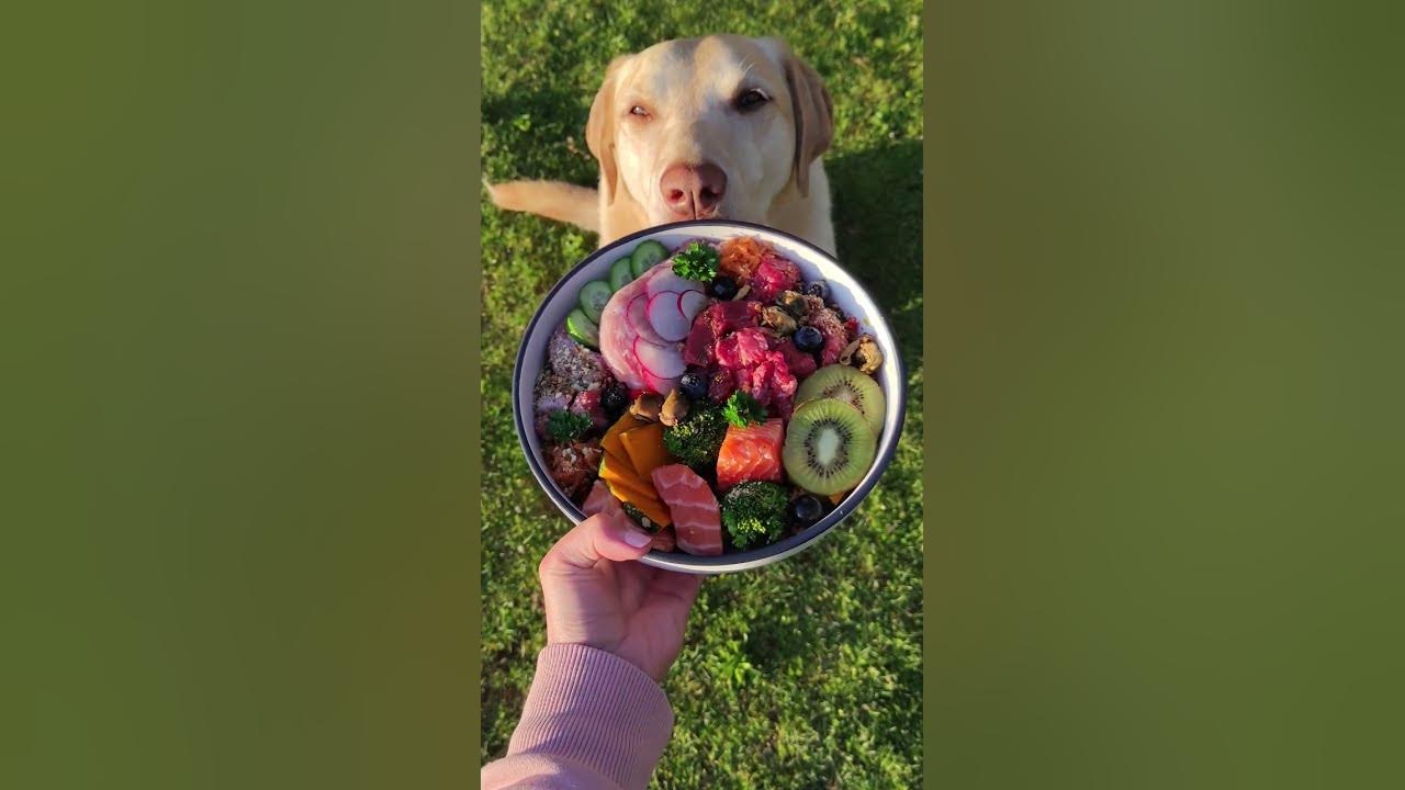 new-dog-food-recipe-book-at-masterbowie-youtube