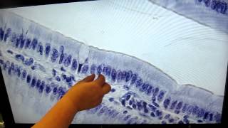 A&P1 Lab#3 simple columnar epithelium Pre Lab Video Exercise 3 Epithelium