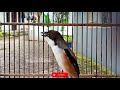 Cendet Mana Yang Nggak Respon Mendengar Kicau Santai Cendet Ini Pancingan Cendet Agar Cepat Bunyi Mp3 - Mp4 Download