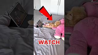 These Dogs Thought the TV Was Real 😭📺🐶 Top 3 Funniest Reactions #dogs #shorts