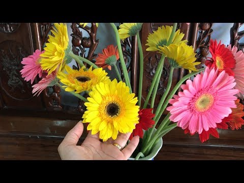 Video Ý nghĩa của Hoa đồng tiền | QUE HUONG TIVI - youtube