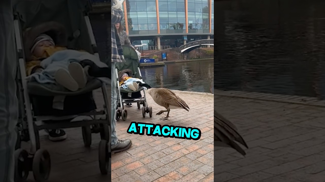 This Goose Attacked People BUT… ❤️